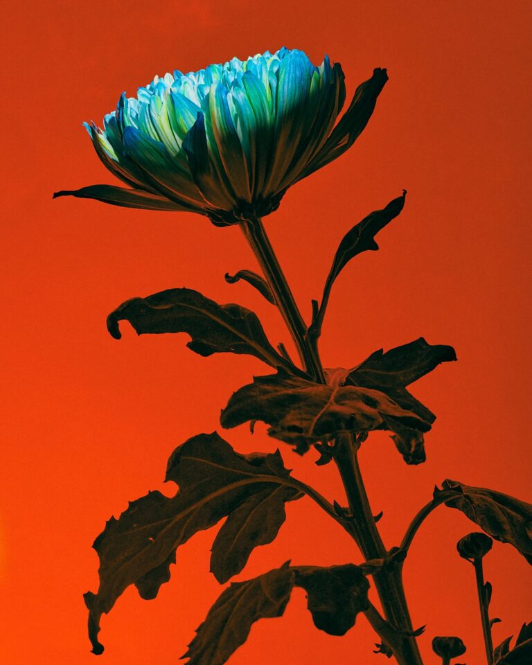 © by Caroline Heinecke